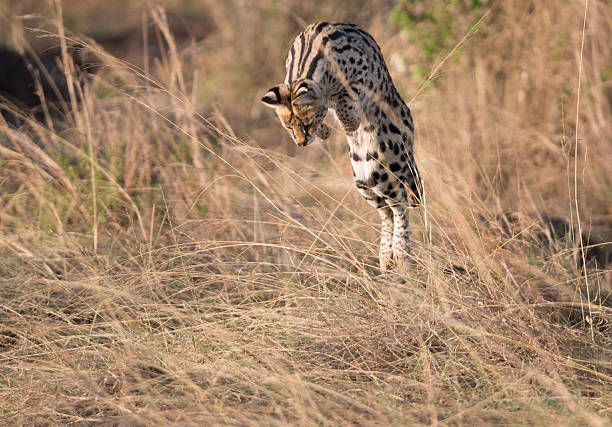 Serval cat shows off hunting prowess as she leaps into the long grass while hunting in the Masai Mara, Kenya