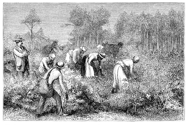 африканские рабы собирать урожай хлопка 1868 - 18th century style stock illustrations
