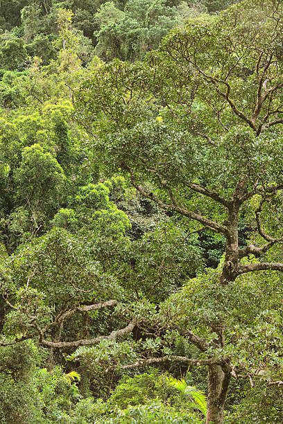 foresta pluviale - tropical rain forest foto e immagini stock