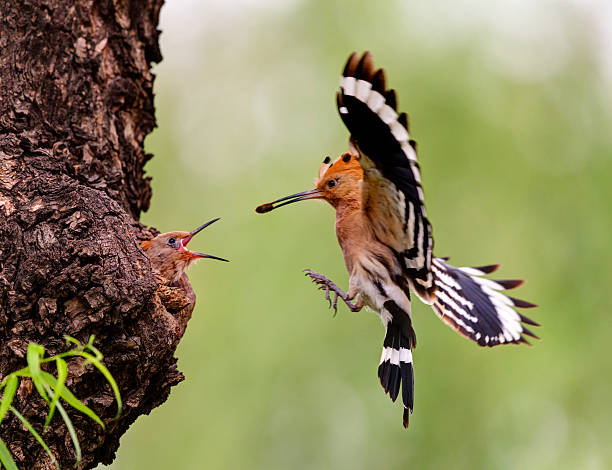 nutrire gli uccelli - hoopoe bird feeding young animal foto e immagini stock