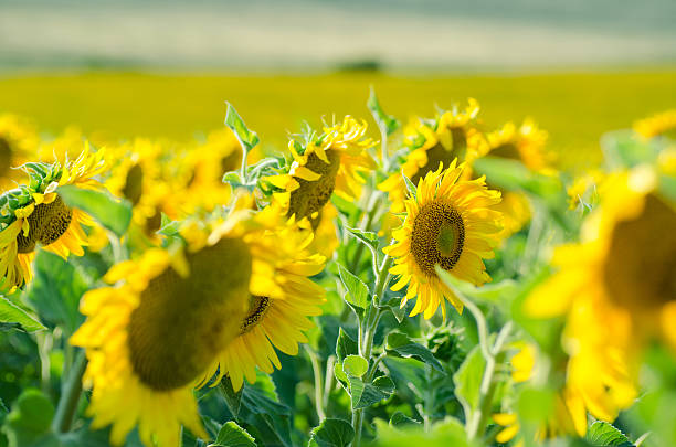 istock Field of sunflowers 505915359