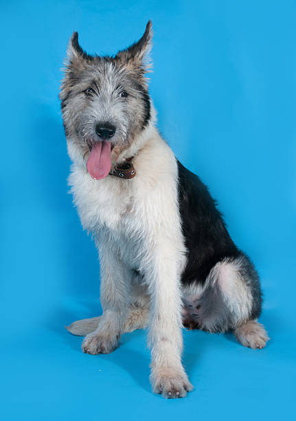 istock Fluffy white and gray dog is sitting on blue 505915535