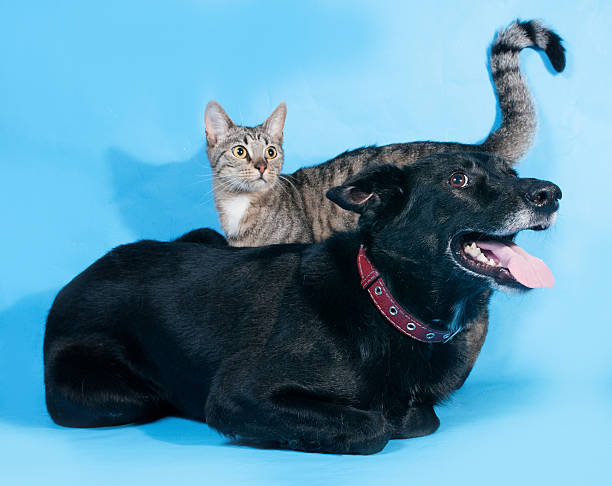 istock Black dog in red collar and striped cat on blue 505915547