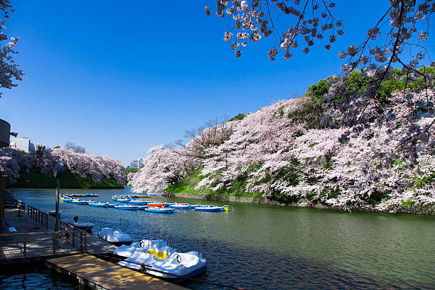 Ciliegio in Chidorigafuchi - foto stock