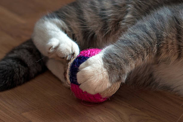 istock gray cat plays with a toy 505915659