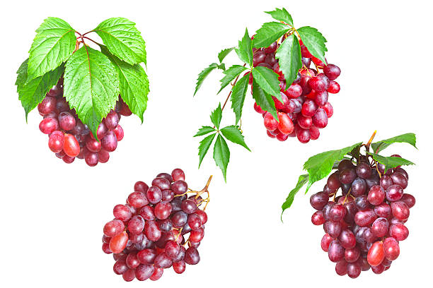 istock Bunch ripe, fresh red grapes with leaves. 505916267