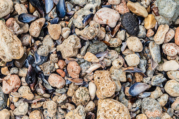 Carcasas y cálculos en la playa - foto de stock