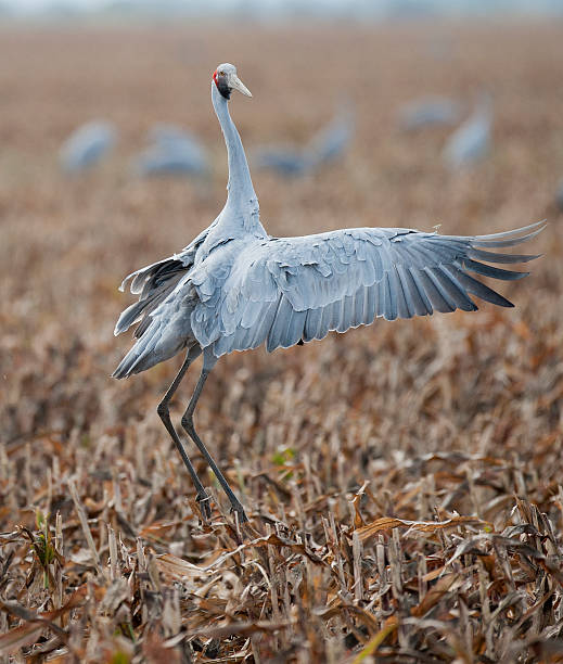 Brolga Native Brolga  dancing in a sorgum paddock in North Queensland, Australia brolga stock pictures, royalty-free photos & images