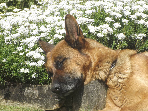 Sleepy German Shepperd stock photo