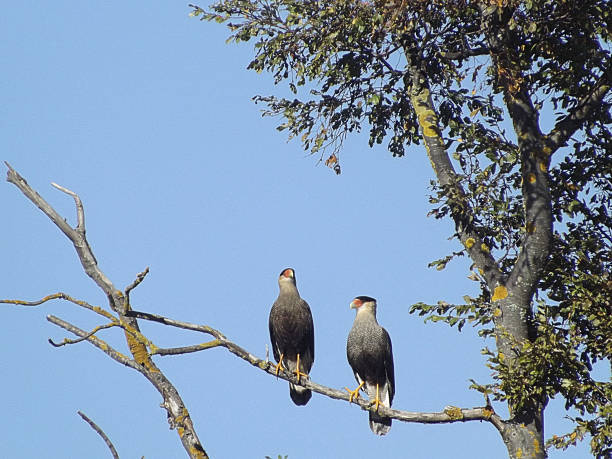 Patagonian eagles stock photo