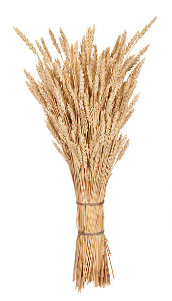 istock Sheaf of wheat 505918296