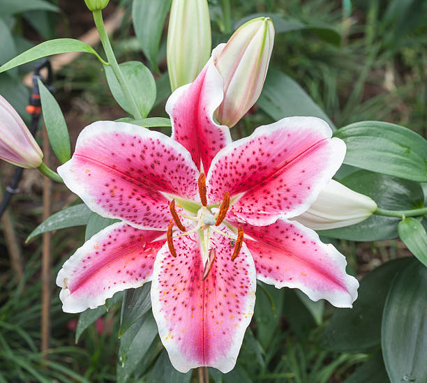 Beautiful Pink Lily Flower Stock Photo - Download Image Now
