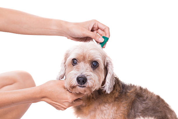 istock tick and flea prevention for a dog 505919432