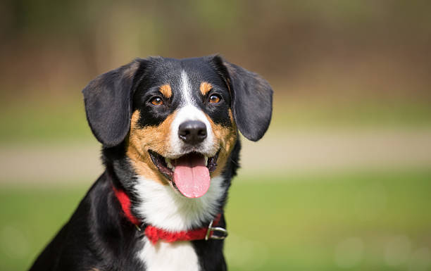 istock Young and friendly looking  Entlebucher Sennenhund 505919758