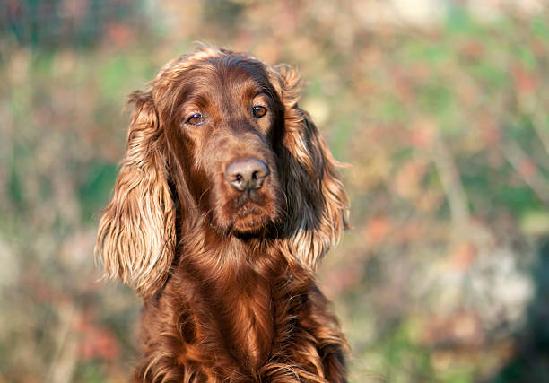 Cute dog portrait Cute Irish Setter dog looking at the camera irish setter stock pictures, royalty-free photos & images