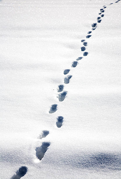 istock Background from snow and traces on it 505920882
