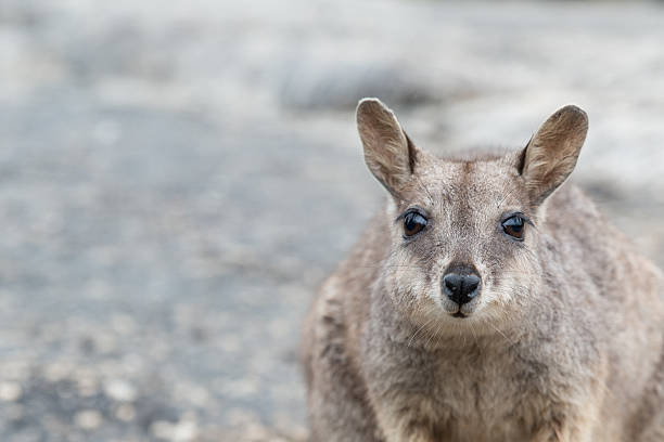 Wallaby Rock Wallaby, Australia downunder stock pictures, royalty-free photos & images