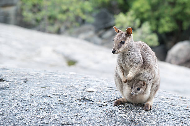 왈라비 - wallaby 뉴스 사진 이미지