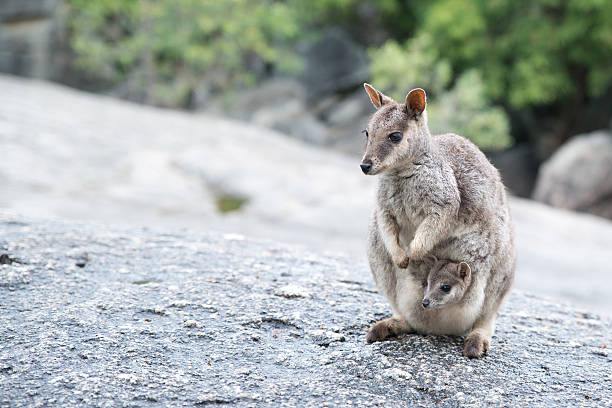 Wallaby Rock Wallaby, Australia wallaby stock pictures, royalty-free photos & images