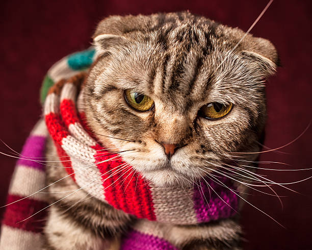 istock serious Scottish Fold cat in striped scarf 505921904