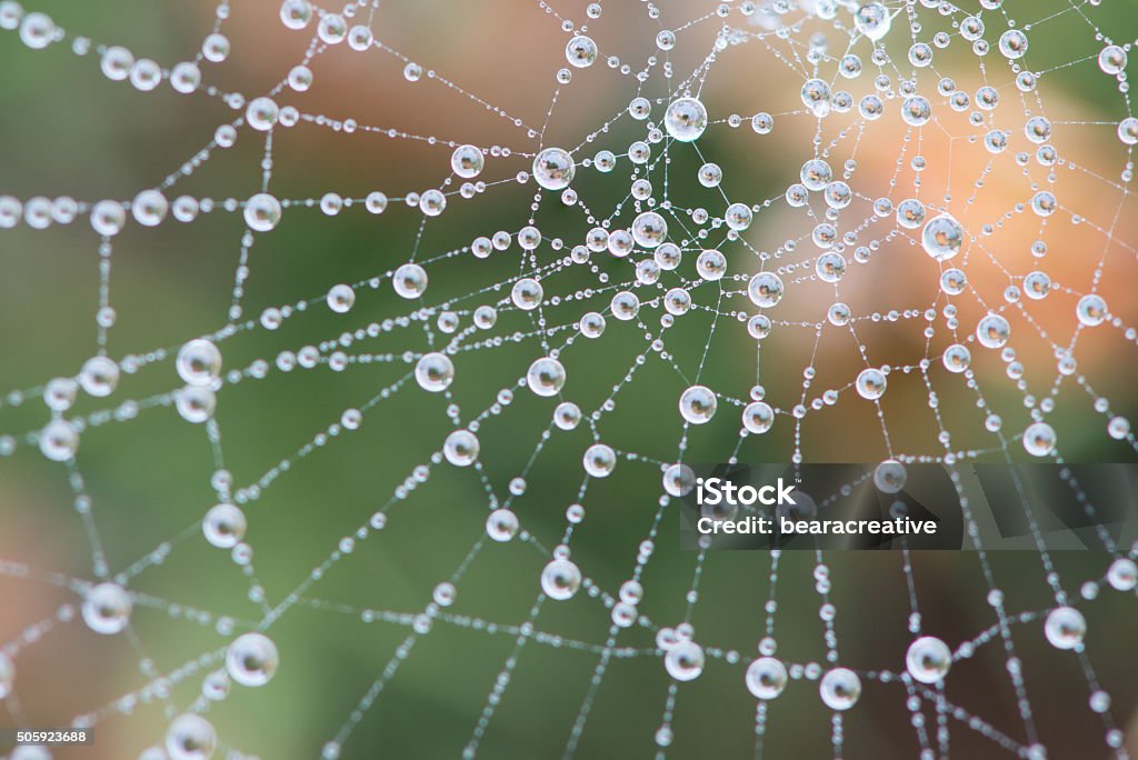 Cobweb überdachte im dew bei starkem Nebel - Lizenzfrei Natur Stock-Foto