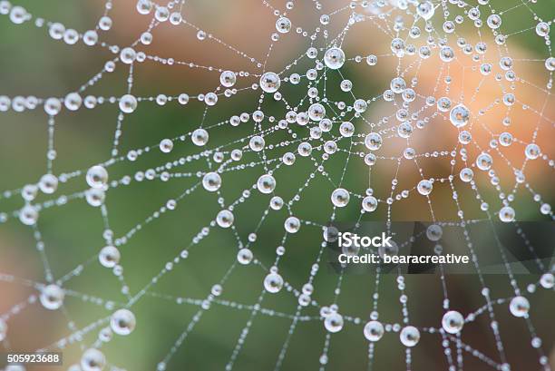 Cobweb Cubierto De Rocío En Niebla Densa Foto de stock y más banco de imágenes de Naturaleza - Naturaleza, Telaraña, Conexión