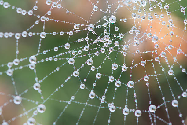 Cobweb covered in dew during heavy fog stock photo