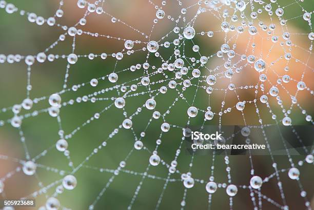Cobweb Covered In Dew During Heavy Fog Stock Photo - Download Image Now - Nature, Spider Web, Connection