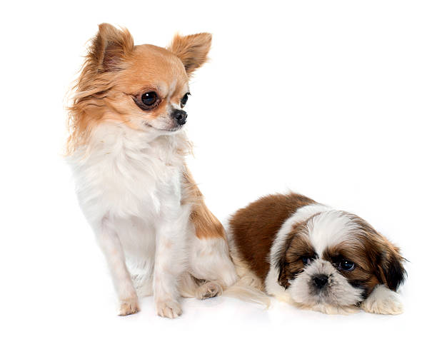 istock young puppy shitzu and chihuahua 505923788
