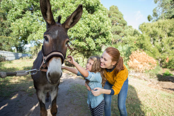 studente e insegnante che accarezzano l'asino allo zoo - petting zoo foto e immagini stock