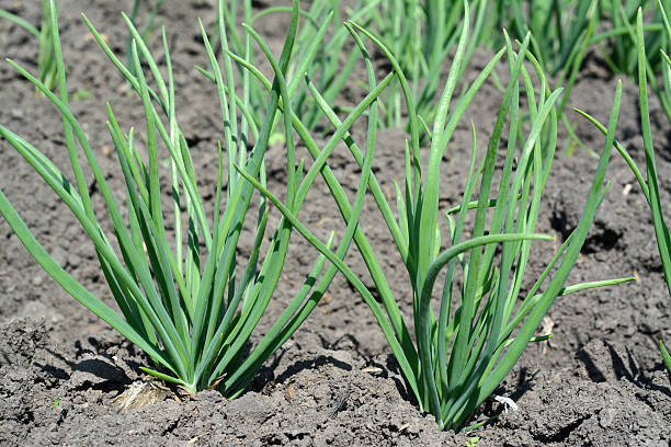 istock Green onoin in the vegetable garden 505936148