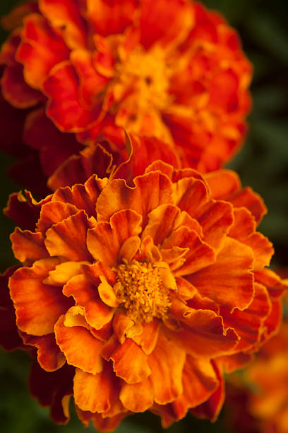 istock French Marigold's golden flower 505936238