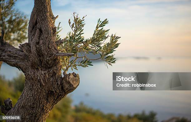 Olive Tree Overlooking Kas Turkey Stock Photo - Download Image Now - Ancient, Dusk, Horizontal