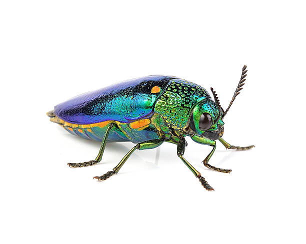 istock metallic wood-boring beetle  isolated on white background. 505937066