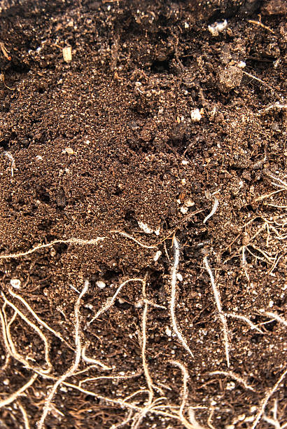 istock Underground part of the plant 505937138