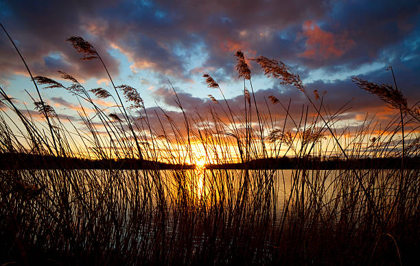 With focus on the reeds in the foreground, the sun sets on a lake in the English countryside.