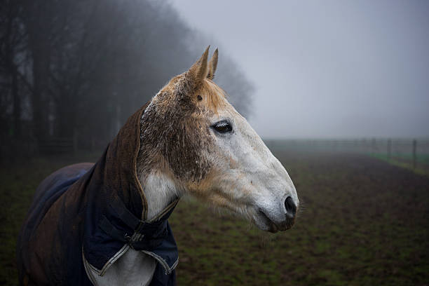 istock Horse on Misty Day. UK 505937984