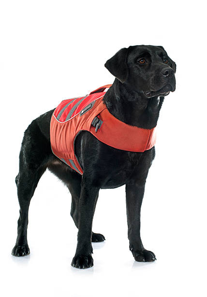 istock rescue labrador retriever 505938690
