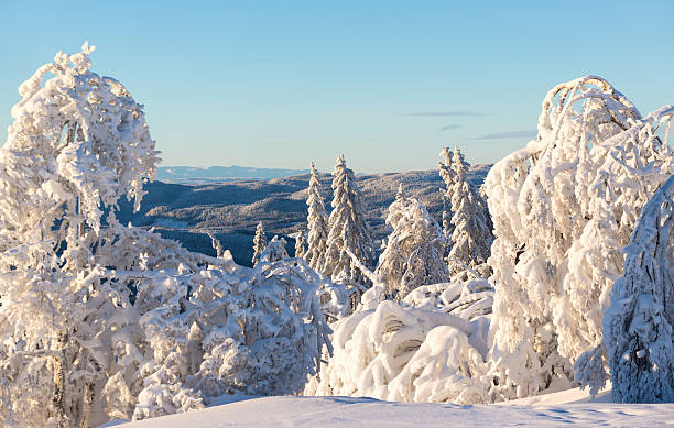 istock Snow covered forest in January, Oslo Norway 505942038