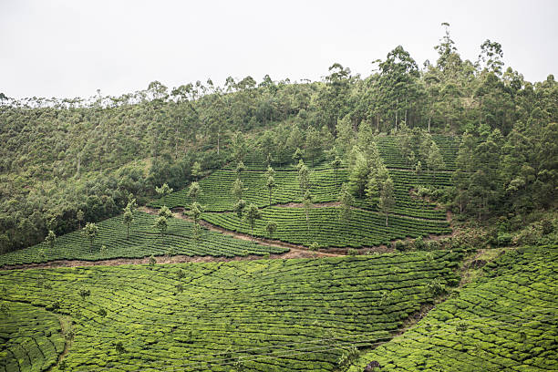 istock Scenic Hillscape in Kochi 505942534