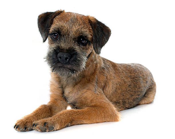 purebred border terrier purebred border terrier in front of white background border terrier stock pictures, royalty-free photos & images
