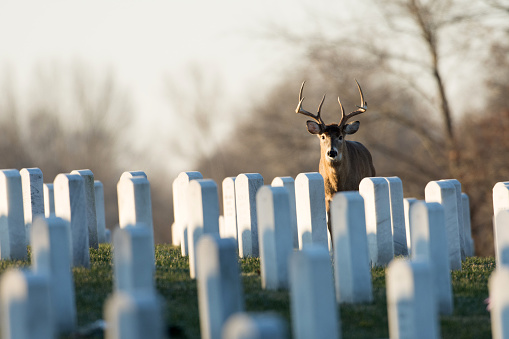 Large white-tailed deer in Jefferson Barracks National Cemetery near St. Louis, Missouri.