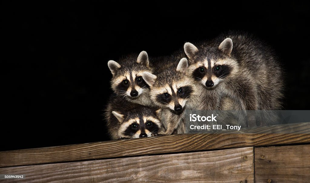 Vier niedlichen baby Waschbären auf einem deck Geländer - Lizenzfrei Waschbär Stock-Foto