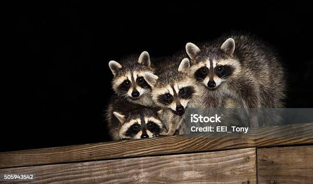 Vier Niedlichen Baby Waschbären Auf Einem Deck Geländer Stockfoto und mehr Bilder von Waschbär