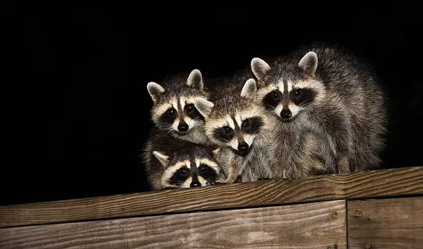 Four cute baby raccoon sitting on a deck at night