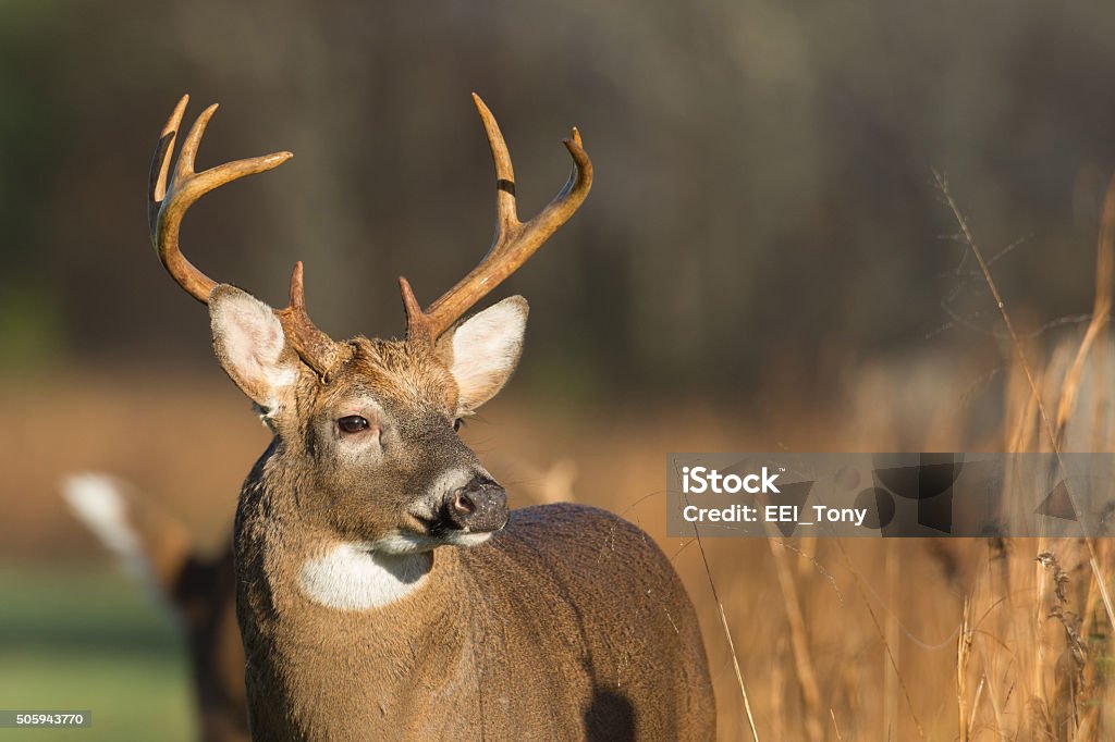 De buck le cerf à queue blanche - Photo de Cerf libre de droits