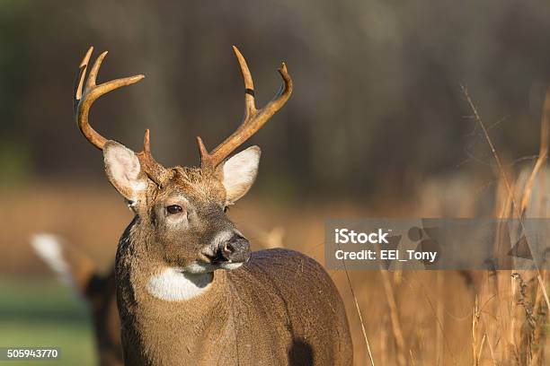 Photo libre de droit de De Buck Le Cerf À Queue Blanche banque d'images et plus d'images libres de droit de Cerf - Cerf, Libellule lydienne, Cerf de Virginie