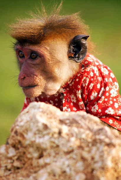 istock Little monkey in shirt 505944036