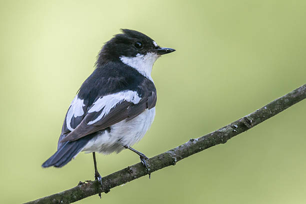 Male pied flycatcher perching stock photo