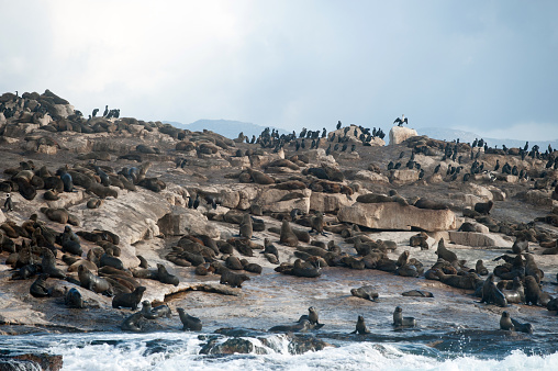 Seal Island, located in False Bay near SImon's Town, South Africa, is a favorite hunting ground for great white sharks.